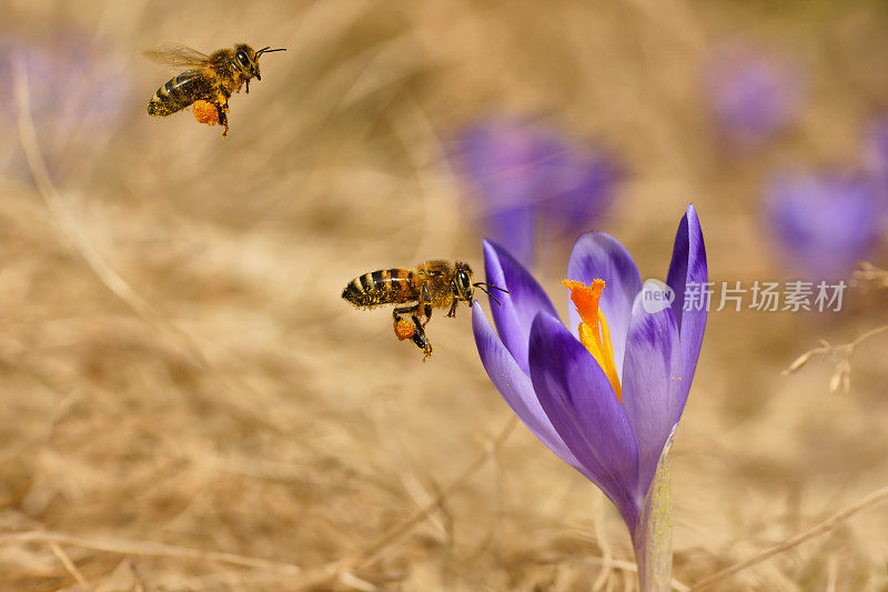 蜜蜂(Apis mellifera)，蜜蜂飞过番红花